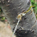 Emergency Wire Saw